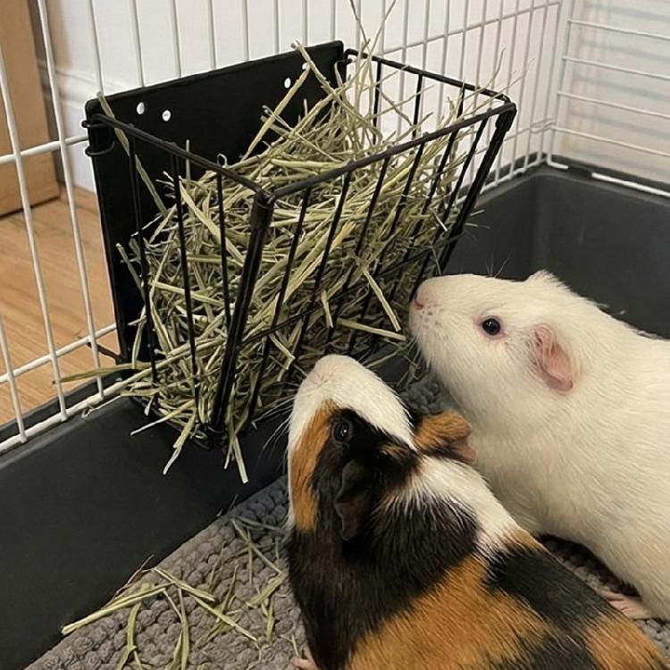 Professional Quality Hays Rack Rabbit Food Dispenser Grass Holder Rabbit Hays Feeders Rack for Goat Sheep