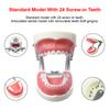 Child Dental Model 28/32 Teeth Model Soft Gum Resin Typodont DP Jaw for Dentist Practice Teaching Studying Demonstration Tools