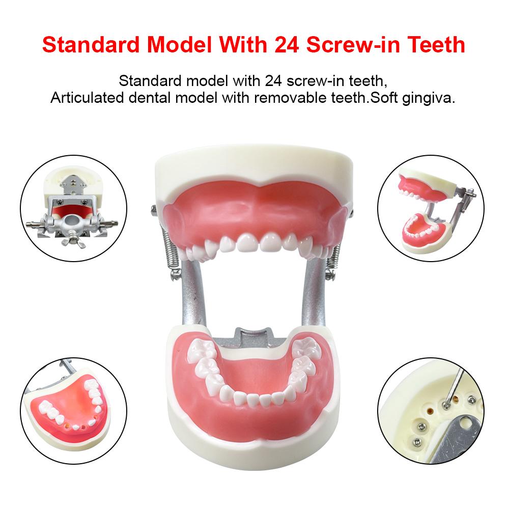 Child Dental Model 28/32 Teeth Model Soft Gum Resin Typodont DP Jaw for Dentist Practice Teaching Studying Demonstration Tools