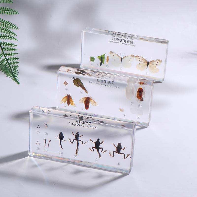 Lifecycle Of Frog/Silkworm/Leaf Butterfly Development Paperweight Specimens In Clear Resin For Science Education