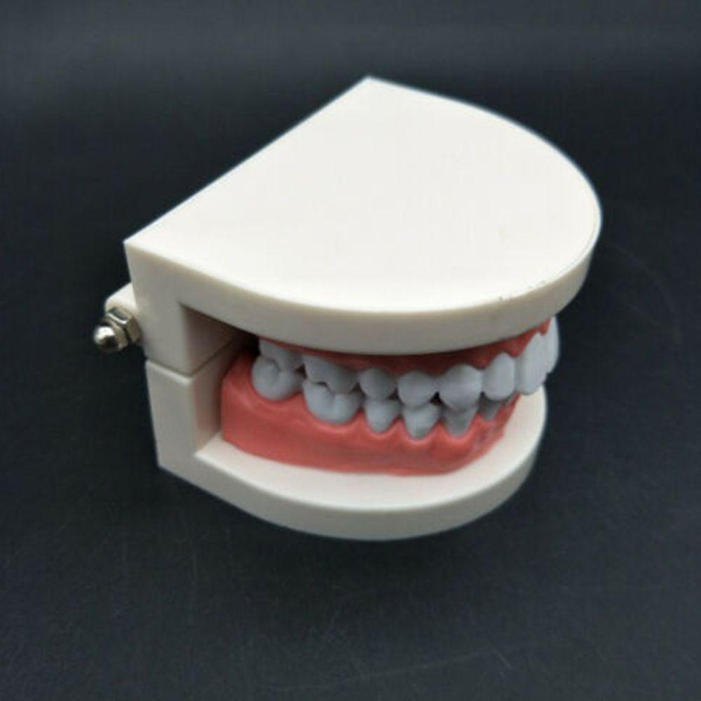 Predare Tipodont Demonstrație Gingii Roz Carne Model Proteză Model Standard Dentiție Model Dentiție