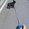 Automatic Retractable Dog Leash 3m/5m Nylon Lead for Small Dogs Durable Puppy Traction Rope for Outdoor Travel Walking Hiking