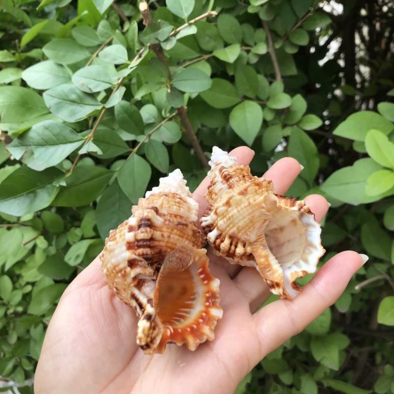 Eremitkräfta Ersättning & Snäcka Naturliga Snäckskal för Akvariumdekor