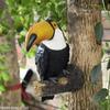 Toekan Vogel Beeldje Boomknuffelaar Decor Hangend Hars Ornament Tuin Beeld Creatieve Simulatie Dier Tuin Muur Decoratie