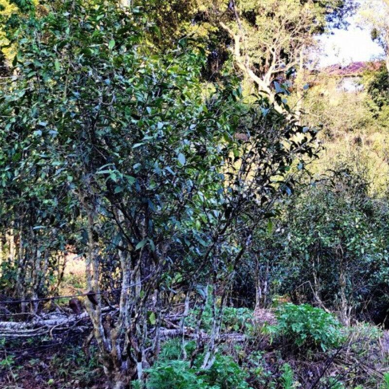 200g Fenghuangwo Ancient Tree Tea Organic Spring Tea Healthy Drink