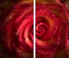 Glass Cutting Board 2X 30X52 Rose