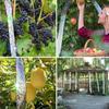 Bird Scare Laser Tape Repellents Double Sided Pigeons Birds Away Reflective Ribbon Deterrent Tapes for Outdoor Garden Orchard