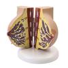 Breast Feeding Model for Nursing Training Teaching Aid Classroom Props