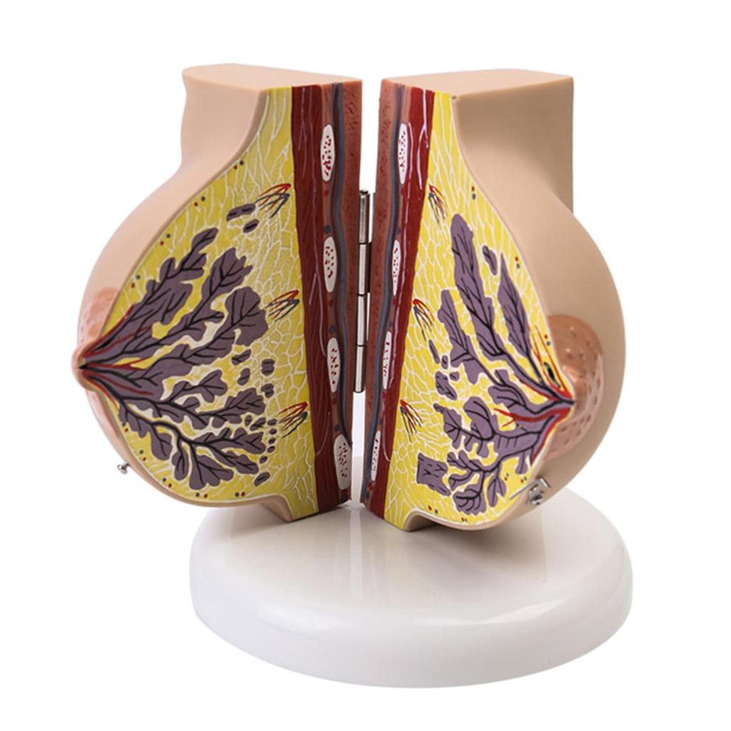 Breast Feeding Model for Nursing Training Teaching Aid Classroom Props
