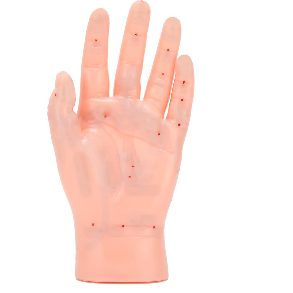 Linke Hand Akupunkturpunkt Modell Hand Akupunkturpunkt Massage Reflexzone Lehrmodell