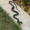 Yousheng Fake Snake Toy, Realistic Rubber Snake with Tongue Out, 17.7-39.4 Inch Lifelike Garden Decor, Bird Deterrent Stress Relief Prank Gift