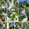 Hydroponic Growing System Indoor Outdoor Home Grow Herb Vertical Garden Tower Vegetable Planter Pot Kit DIY