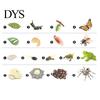 4Pcs/5Pcs Frog Tarantula Butterfly Bee Animal Growth Observation Model Toys