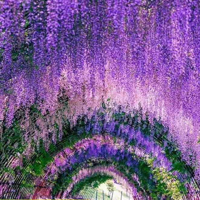 Wisteria Hanging Flowers Artificial Fake Decorative Vine Garland for Bedroom Wall Decor Lush Greenery Fake Flower Vines 3.6 Ft