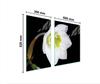 GLAS-KOCHFELD-SCHUTZPLATTE 90x52 ORCHIDEE