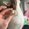 Small Ornaments Cat Fur Storage Pendant Transparent Container Cute Cat Shaped Stylish Keychain Handmade Design DIY Accessories