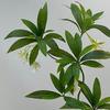 Artificial Flowers Fig Tree Branches with Realistic Leaves And Flowers Flexible Bendable Stems for Indoor Outdoor Decor Fake Fig Flower Arrangement