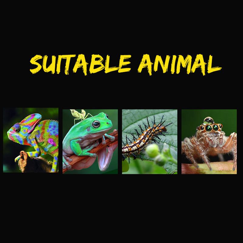 1 terrario para reptiles, arañas, caja de alimentación de plástico transparente, contenedor para cría de insectos, lagartos y escarabajos.