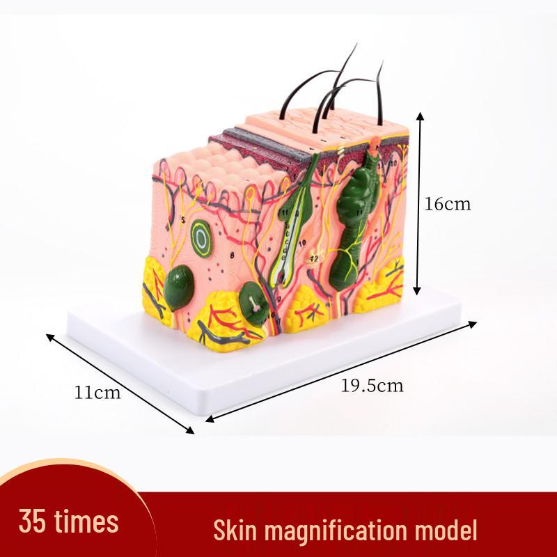 Anatomical Skin Structure Model for Teaching & Aesthetic Surgery Practice