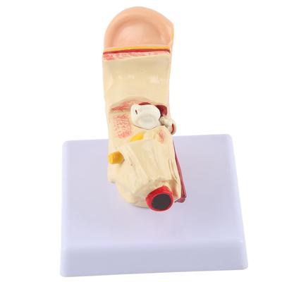 Ear Model Anatomy 1.5:1 Magnified Scientific Professional Simulation Small Human Anatomy Model