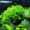 Aquatic Plant Cultivation Cup: Mini Polka Dot Pot for Fish Tank and Aquarium Breeding with Suction Cup