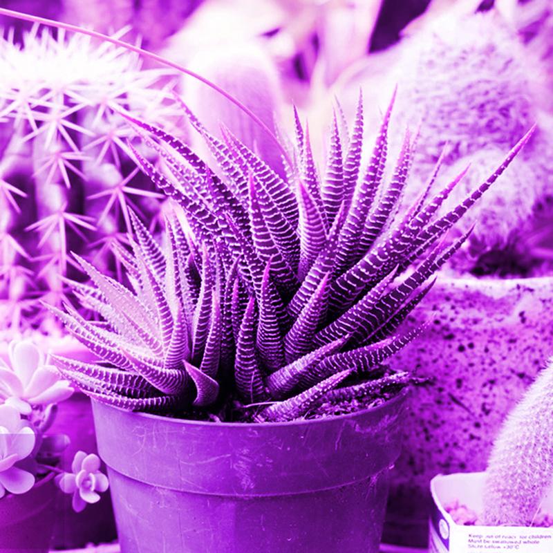 10W LED Лампа для вирощування рослин USB Портативна LED Рослинна Лампа для Росту 5V Повний Спектр Фіто Лампа 21 LED Обертання Гнучке Світло Для Приміщення