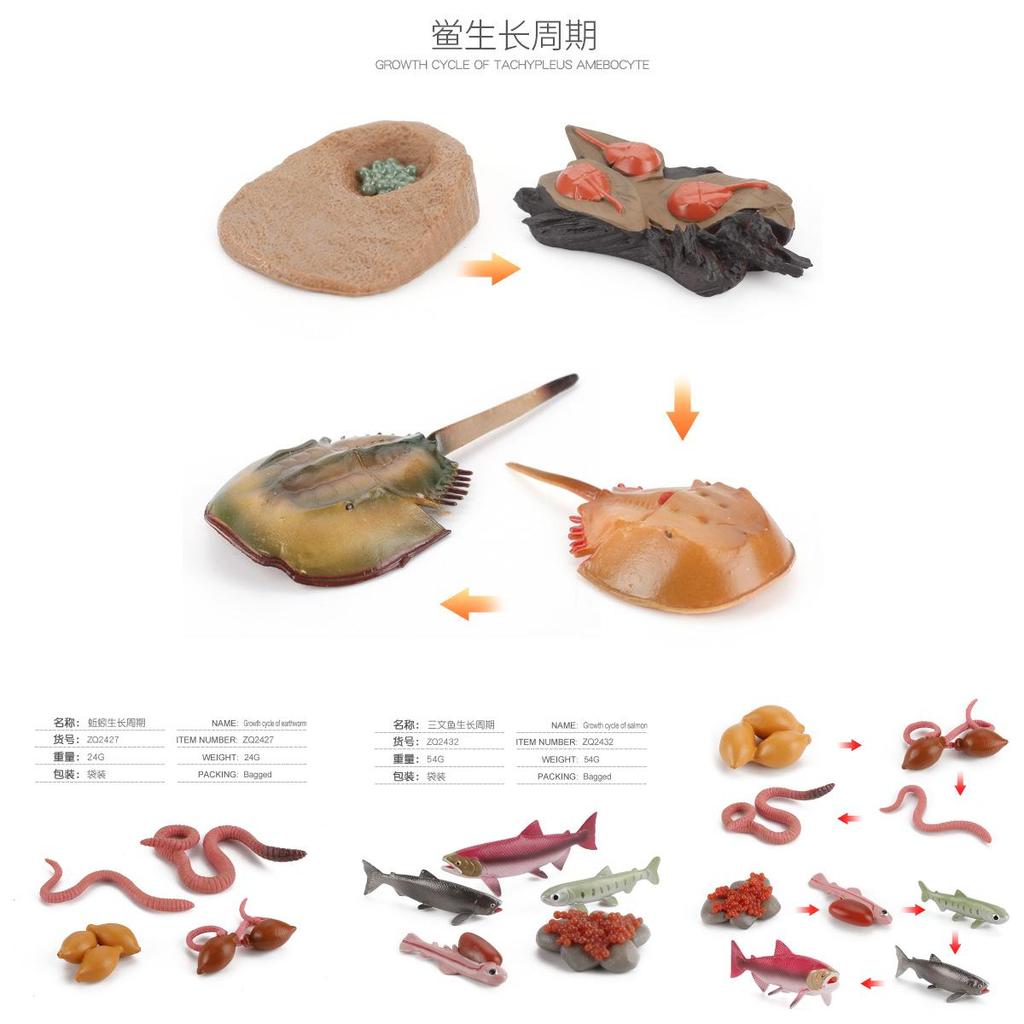 Childrens Educational Animal And Insect Growth Cycle Pvc Earthworm Octopus Model Set For Kids Learning And Activities