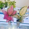 2Pcs Aquatic Plant Stands Fish Tank Flowerpot Plastic Aquarium Hanger Decorations Hydroponic Plants Baskets Fish Tank Accessory
