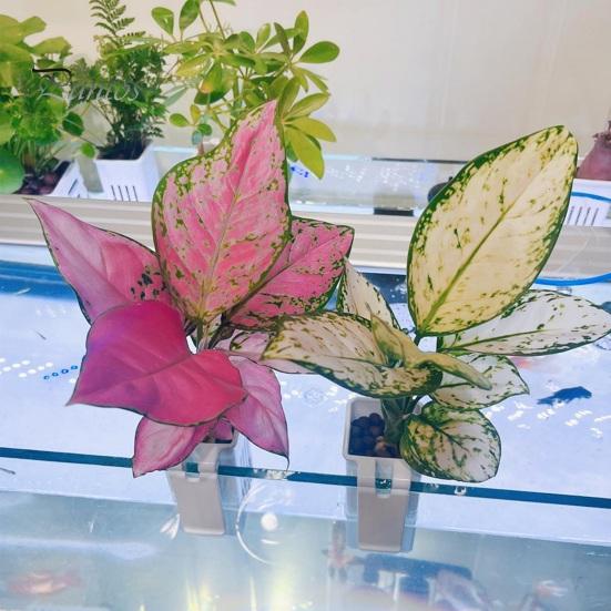 2Pcs Aquatic Plant Stands Fish Tank Flowerpot Plastic Aquarium Hanger Decorations Hydroponic Plants Baskets Fish Tank Accessory