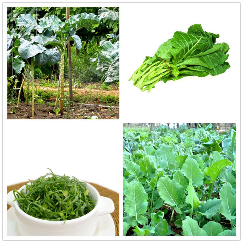 50 seeds Couve Galega Portuguese Walking Stick Cabbage Kale Tree FREE SHIPPING 50 seeds Couve Galega Portuguese Walking Stick Cabbage Kale Tree FREE SHIPPING