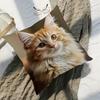 1pc Cute Ginger Tabby Cat Face Pillow Cover - Plush Decorative Cushion Case with Zipper Closure