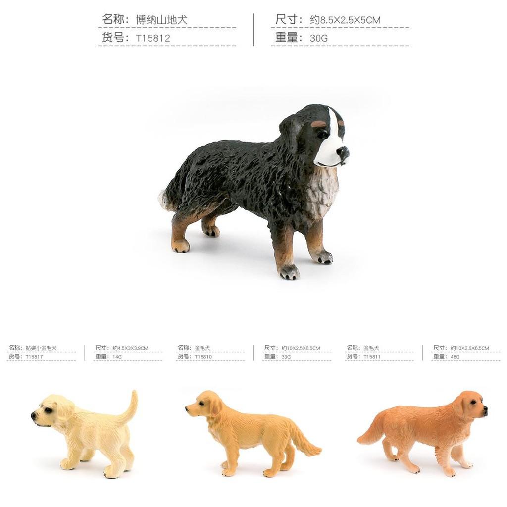 Captivating Golden Retriever Corgi And Saint Bernard Models Perfect For Pet Enthusiasts