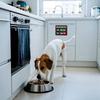 4.7"X3" Cat And Dog Feeding Reminder Sign Pet Feeding Management Acrylic Pendant Magnetic Traceless Refrigerator Sticker Pendant