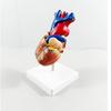 Removable Human Heart Anatomy Model with B-mode Color Doppler