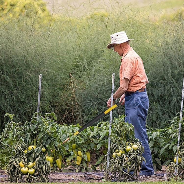 Gardening Weeder With Detachable Stainless Components Standing Operation Reduces Back Strain During Use