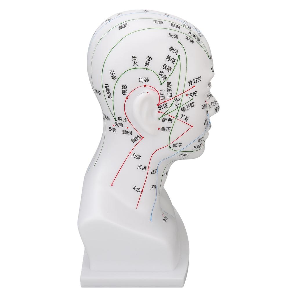 Acupuncture Point Head Model PVC White Face Massage Meridians Head Model Teaching Props 11.8 Inch