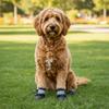 4pcs/set Breathable Anti-Slip Dog Boots Wear-Resistant Dog Paw Protectors  Night-time Walking