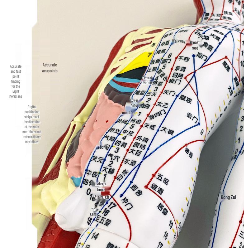 60cm TCM Acupuncture Teaching Model: Human Meridian Acupoint, Half-Skin/Half-Muscle Anatomical Model.