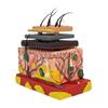 Human Skin Anatomical Model with Hair Skin Model for Classroom Study Display