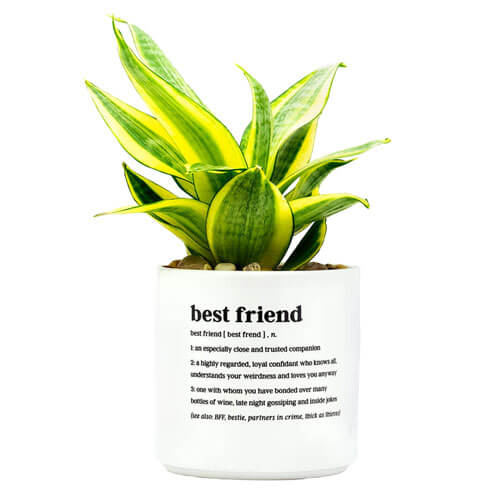 Definierter Pflanzkübel (Mittel) (Bester Freund)