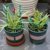 Orchard Garden Plant Support Ring Removable Flower Specific Support Rods  Gardening Tool