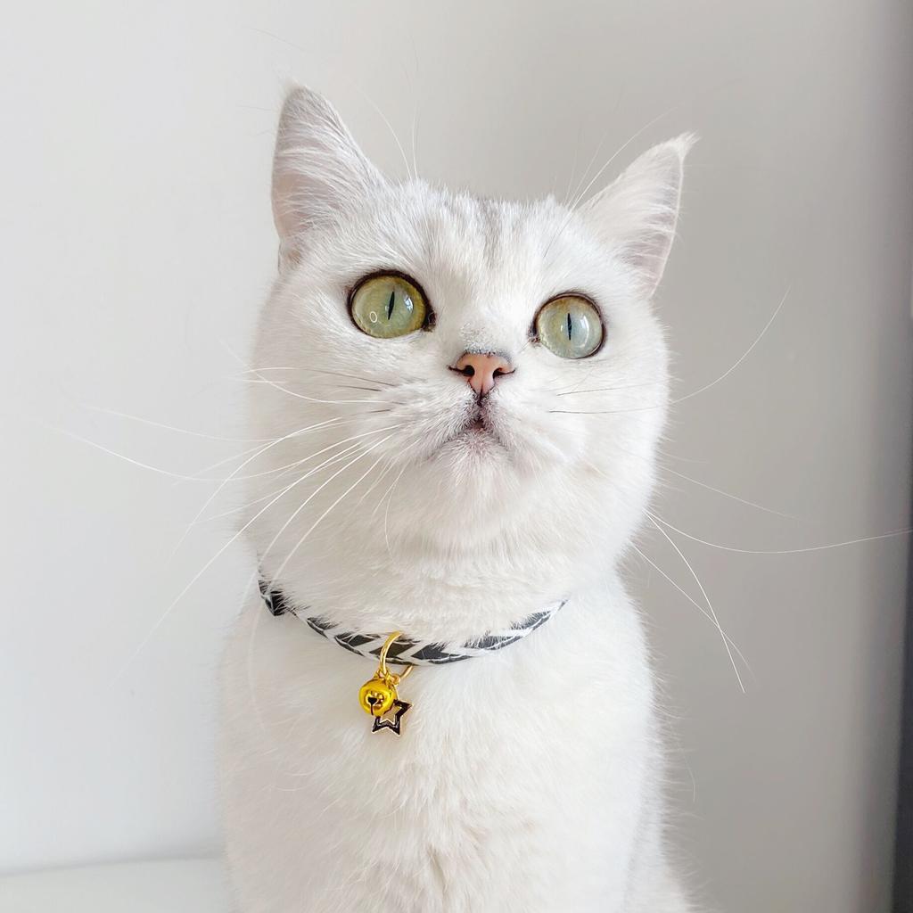 daisy cat collar