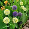 Crossled Outdoor Solar Dandelion Stake: Colorful Garden Atmosphere Light
