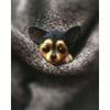 Feltro di Lana Poke Fatto a Mano Fai da Te Kit Materiale Ago di Lana Non Finito Gatto Volpe Procione Spilla Animale Bambola di Peluche Ciondolo Borsa da Donna