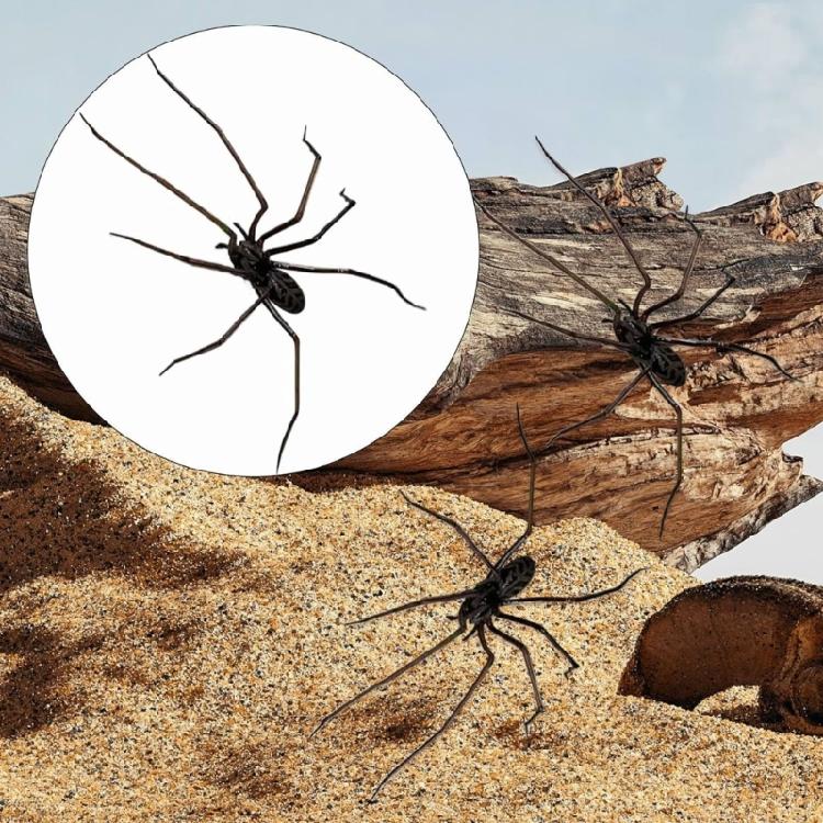 Magnetic Spiders Decoration Realistic Spiders Fridge Magnets Push Pin For Refrigerator Magnetic Board Decoration