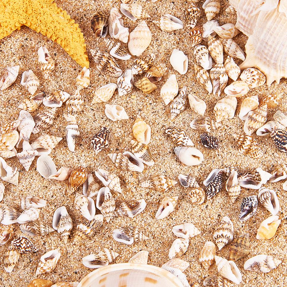 1300-1500Pcs/Box Natural Shell Conch Ornaments Accessories Parts DIY Material Jewelry Components Fish Tank Home Decoration