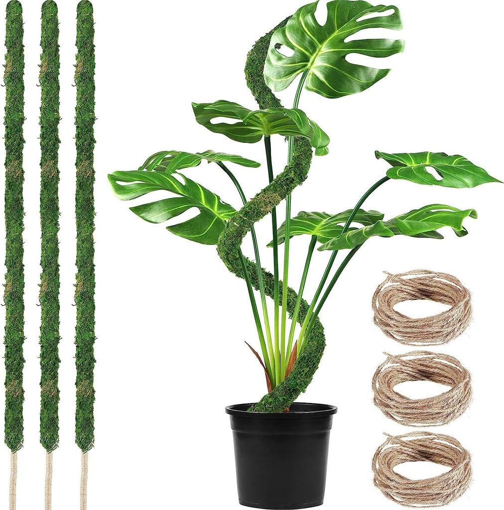 monstera cutting Monstera Propagation Vase main image 0