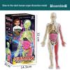 STEM Educational Human Skeleton Model for Kids: Cognitive Science & Organ Assembly Toy