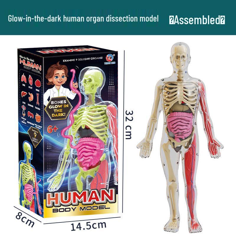 STEM Educational Human Skeleton Model for Kids: Cognitive Science & Organ Assembly Toy