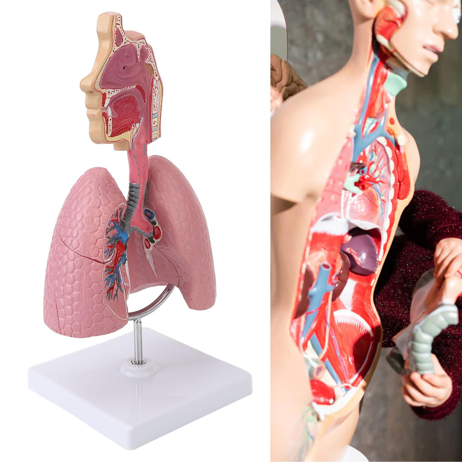 

Модель дыхательной системы со съемным сердцем и легкими человека, анатомический дисплей для студентов, учебное пособие розовый